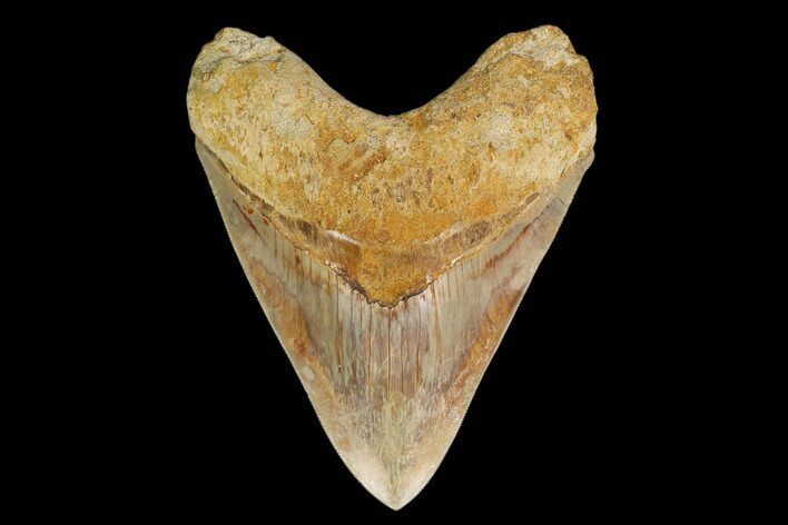 Serrated, Fossil Megalodon Tooth - West Java, Indonesia #148970